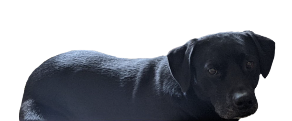 A picture of a black lab.