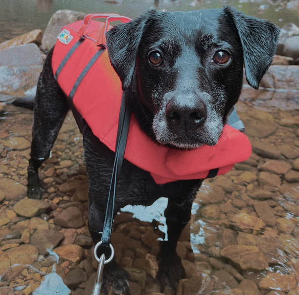 Black lab outdoors looking toward the camera